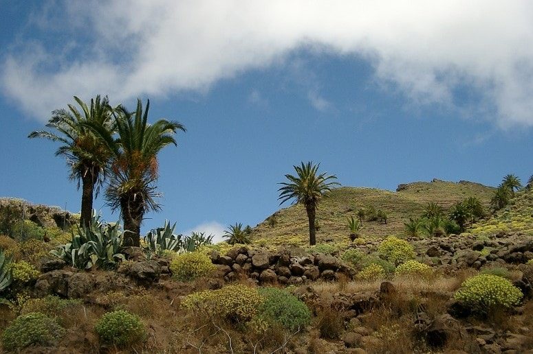 Palmen, La Gomera, Wandern