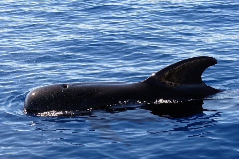 Whale in front of La Gomera