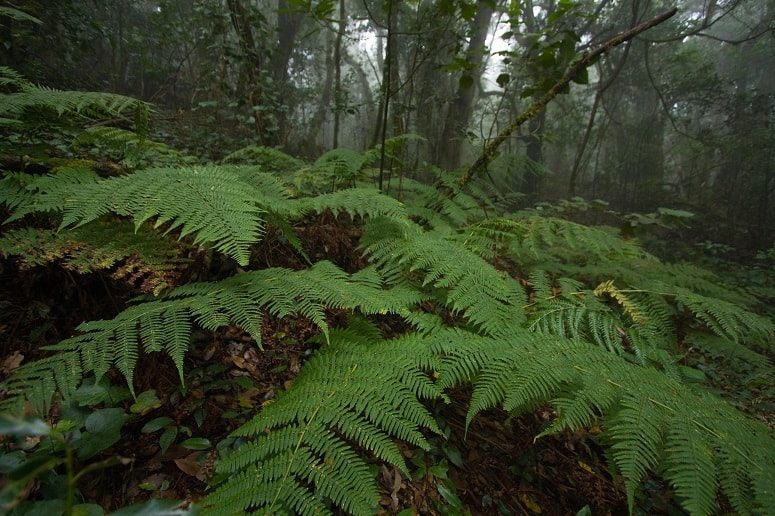 Senderismo en la selva, la Gomera