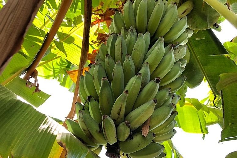 Bananenstaude, Finca, La Palma