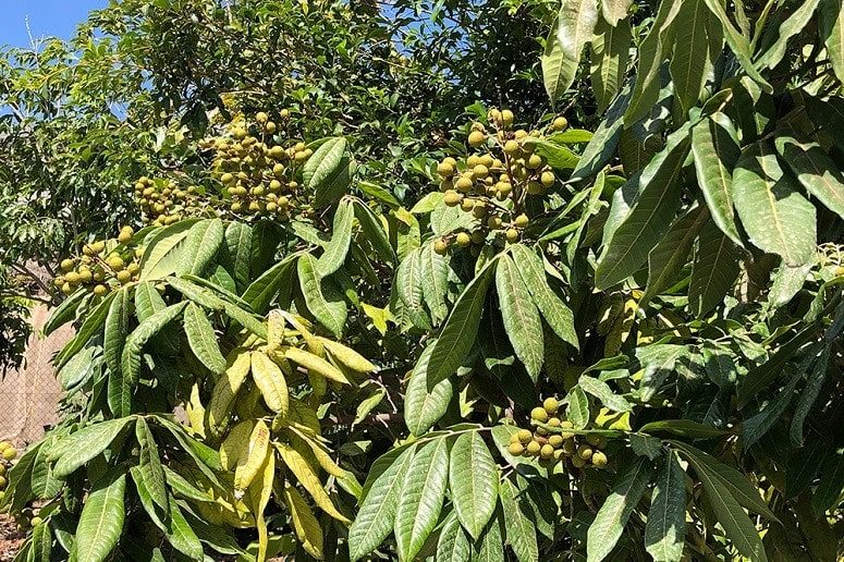 Longan, Finca, La Palma