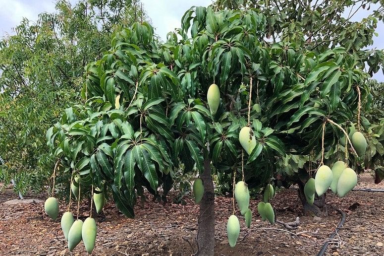 Árbol de Mango, Finca, Mango Visita Guiada, La Palma