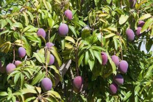 Mangobaum, Mango Finca, La Palma, Führung