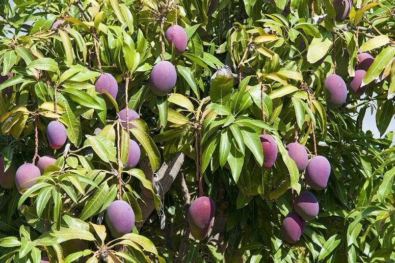 Árbol de Mango, Mango Finca, La Palma, Visita Guiada