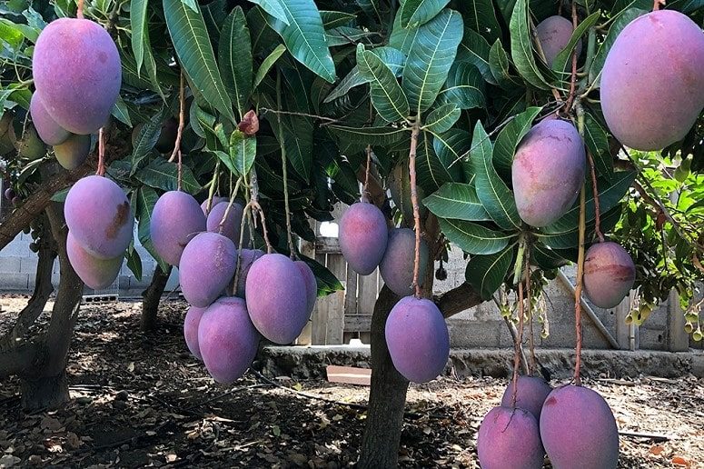 Mangos, La Palma, Visita Guiada, Mango Finca