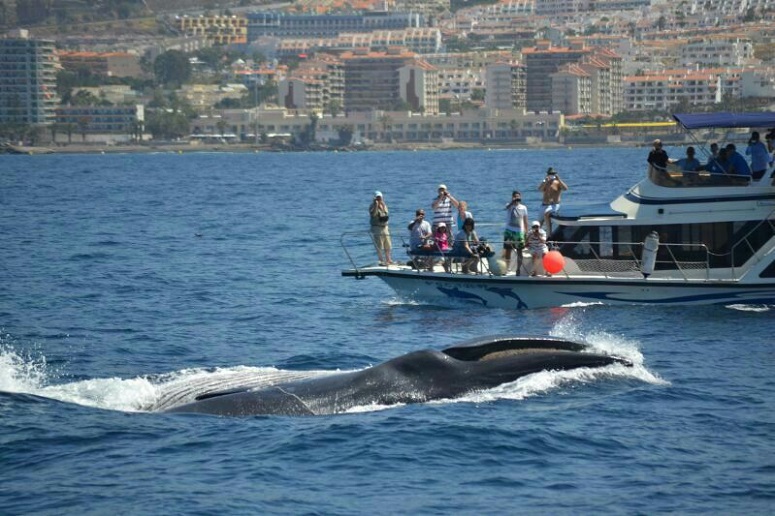 whale watching tours tenerife